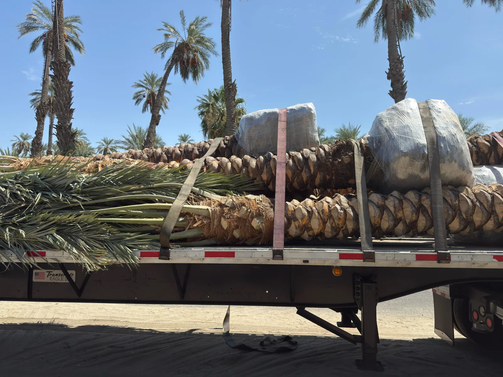 Palm trees secured on transport trailers and lifted with equipment.