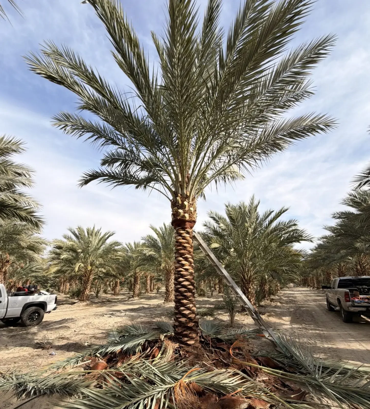 Medjool palm growing in the farm with a hand-finished diamond-cut trunk.