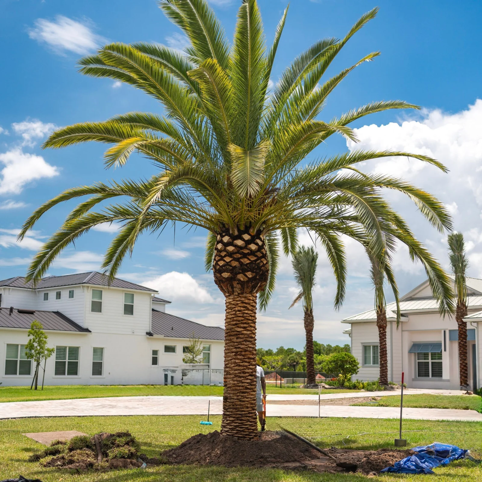 Iconic Canary Island Palms