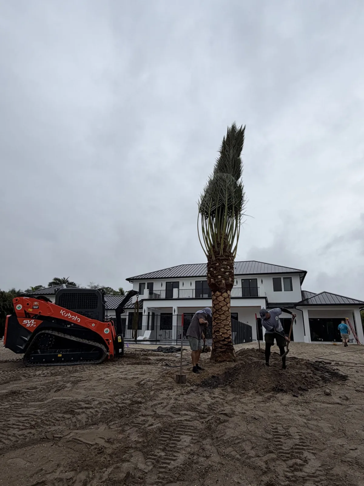 Palm trees being harvested, transported and placed on properties.