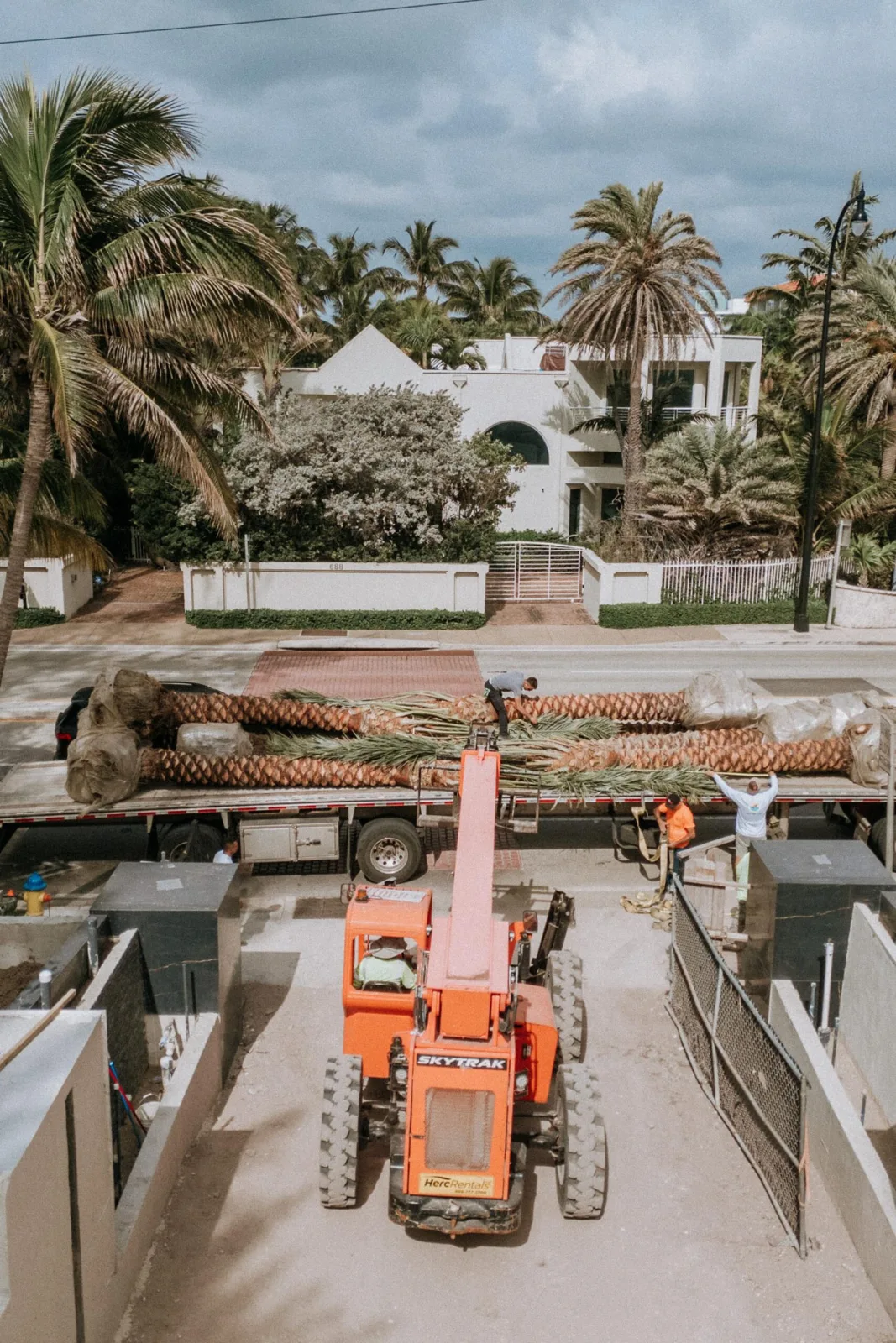 Palm trees secured on transport trailers and lifted with equipment.