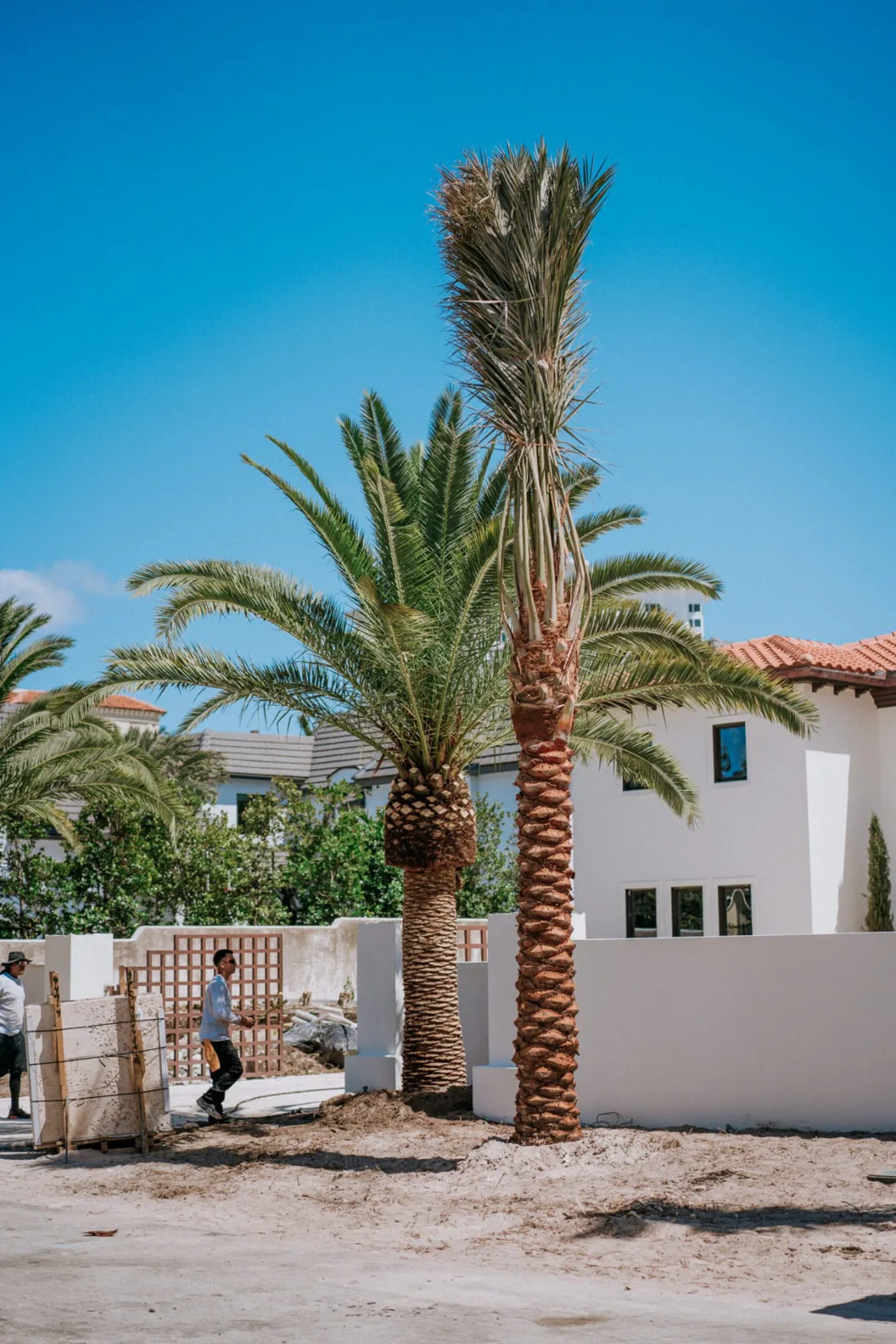 Palm trees being harvested, transported and placed on properties.