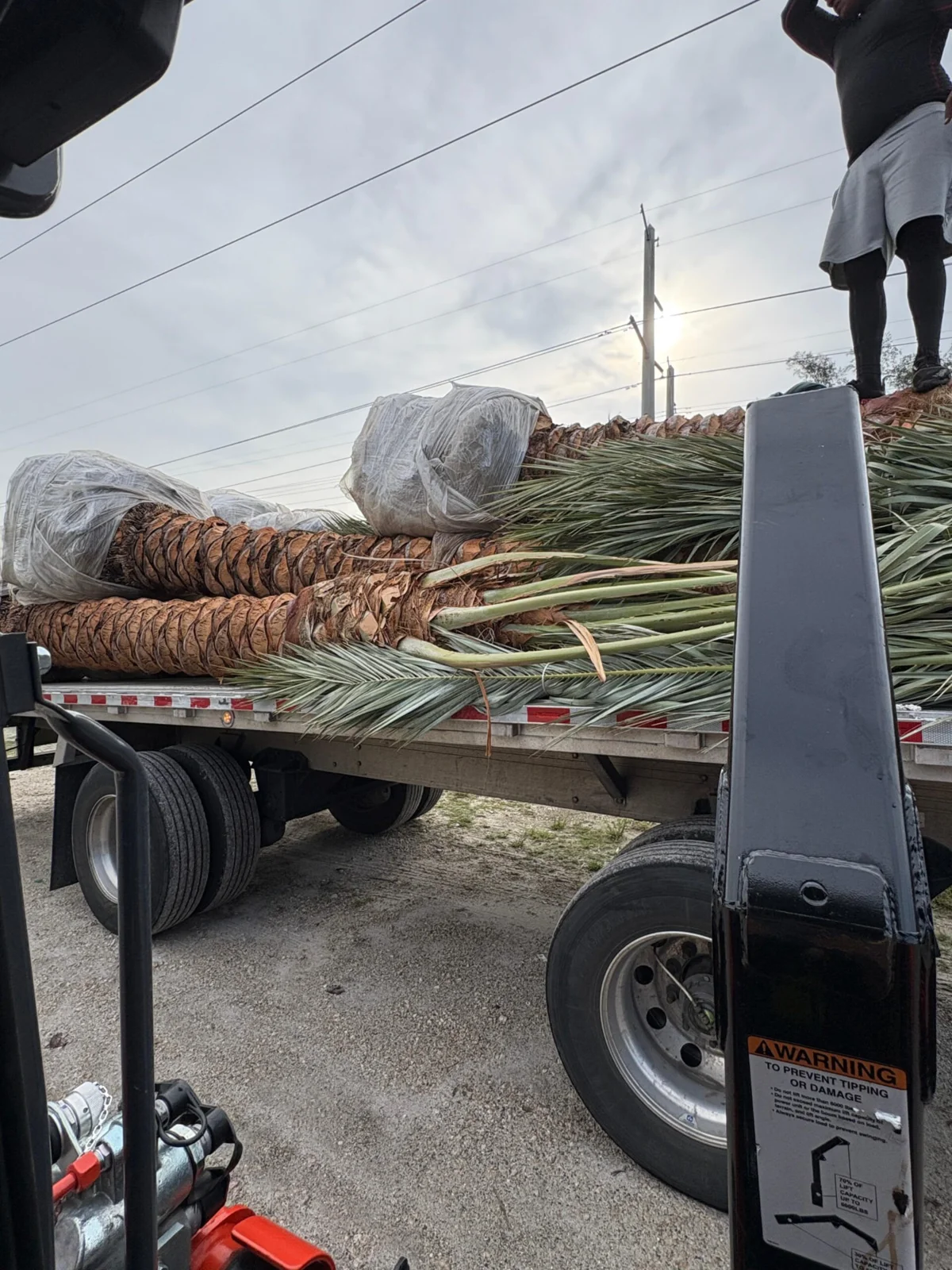 Palm trees secured on transport trailers and lifted with equipment.