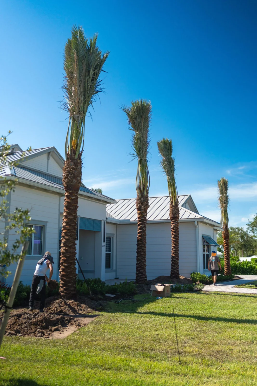 Palm trees framing a residential landscape and outdoor space.