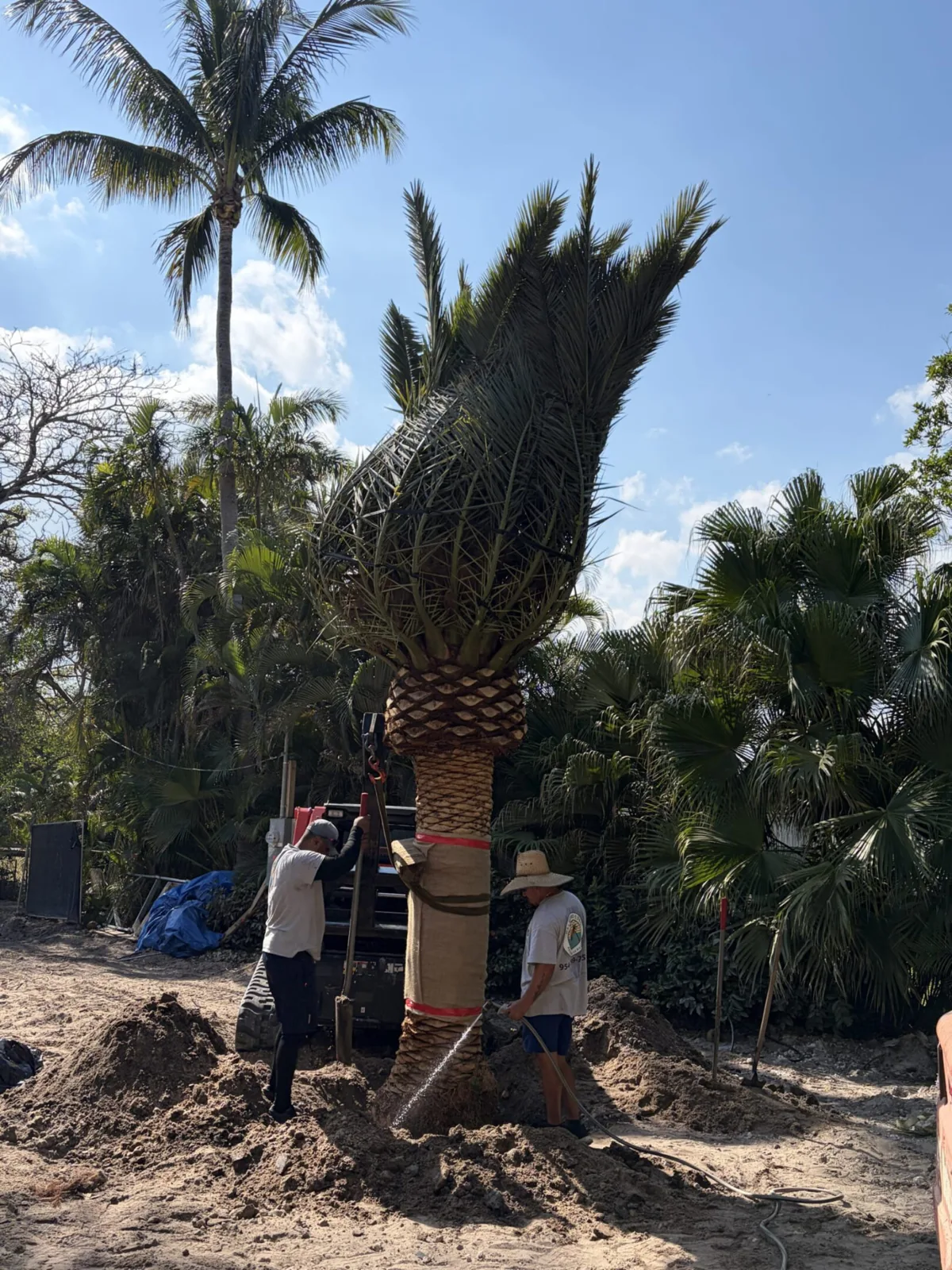 Palm trees being harvested, transported and placed on properties.