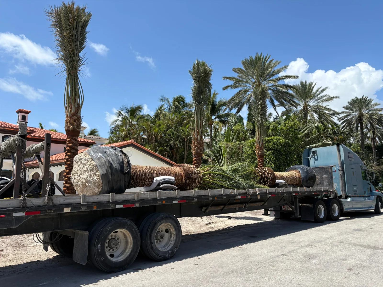 Palm trees secured on transport trailers and lifted with equipment.