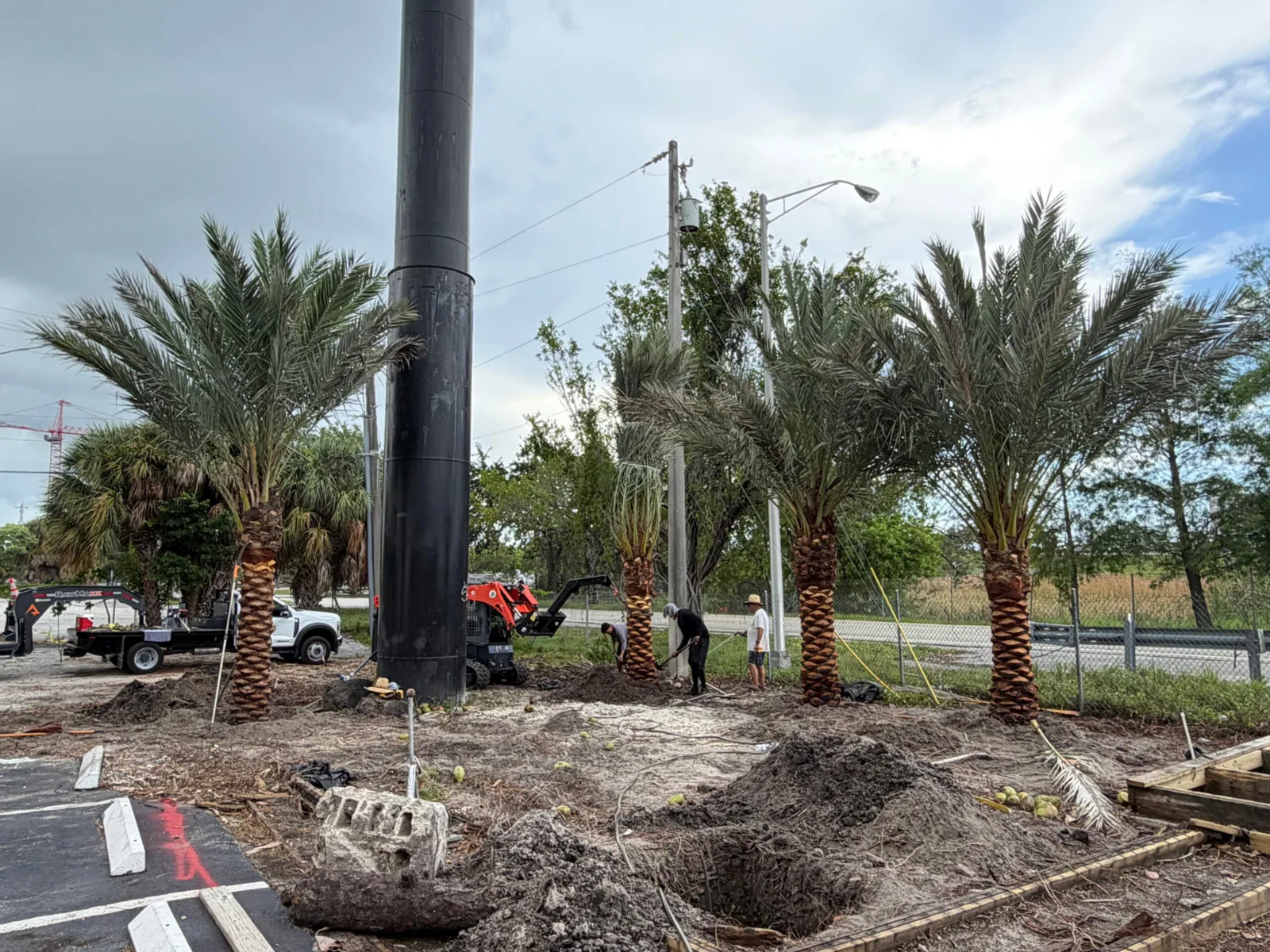 Palm trees being harvested, transported and placed on properties.