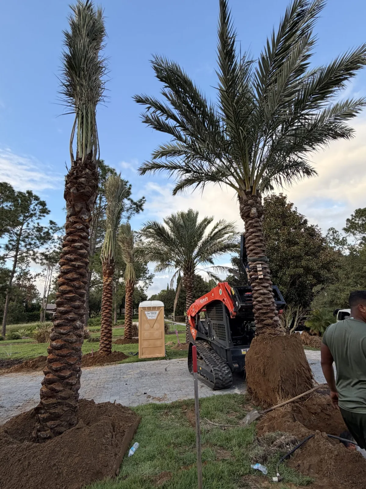 Palm trees being harvested, transported and placed on properties.