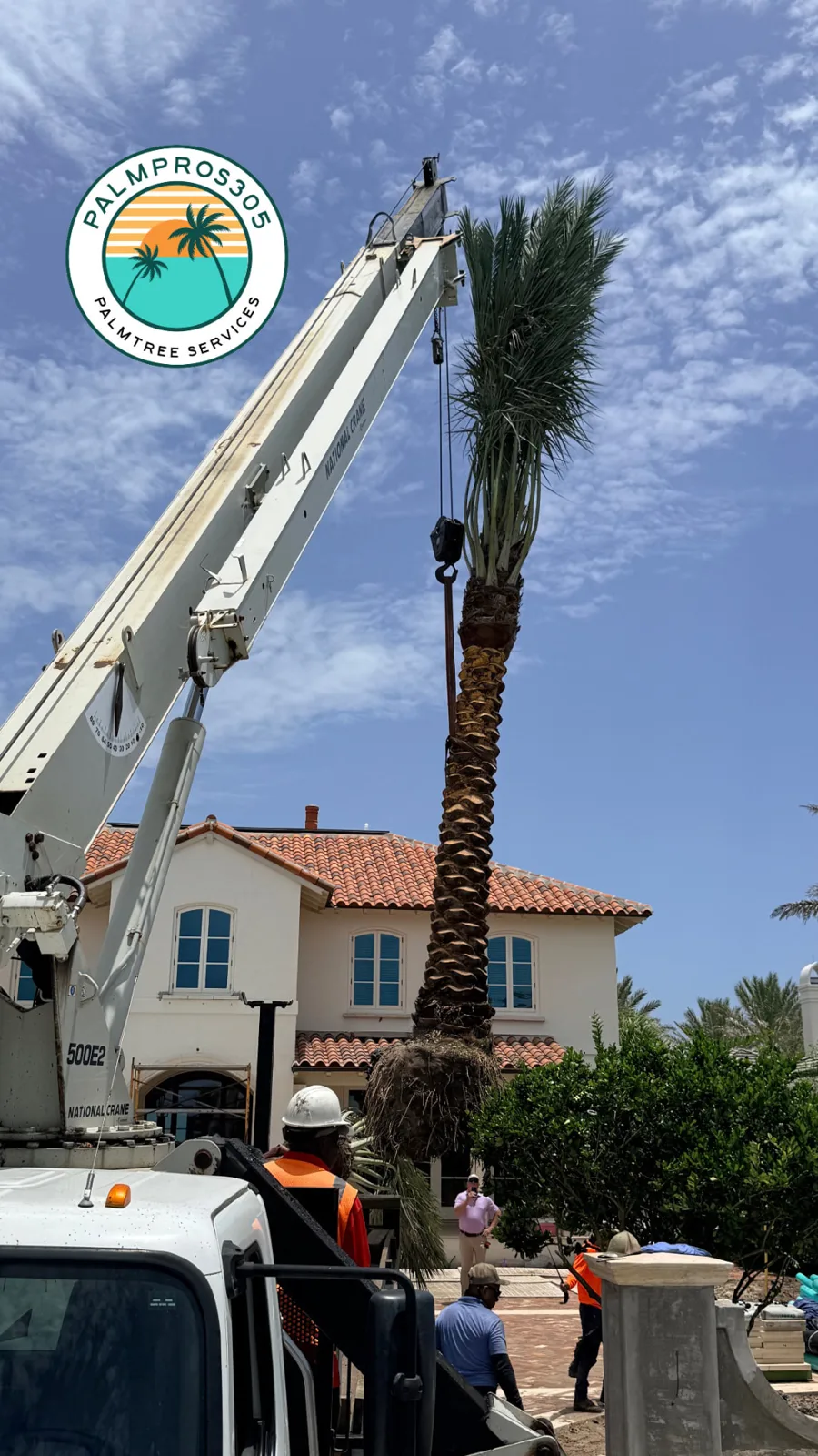 Palm trees being harvested, transported and placed on properties.