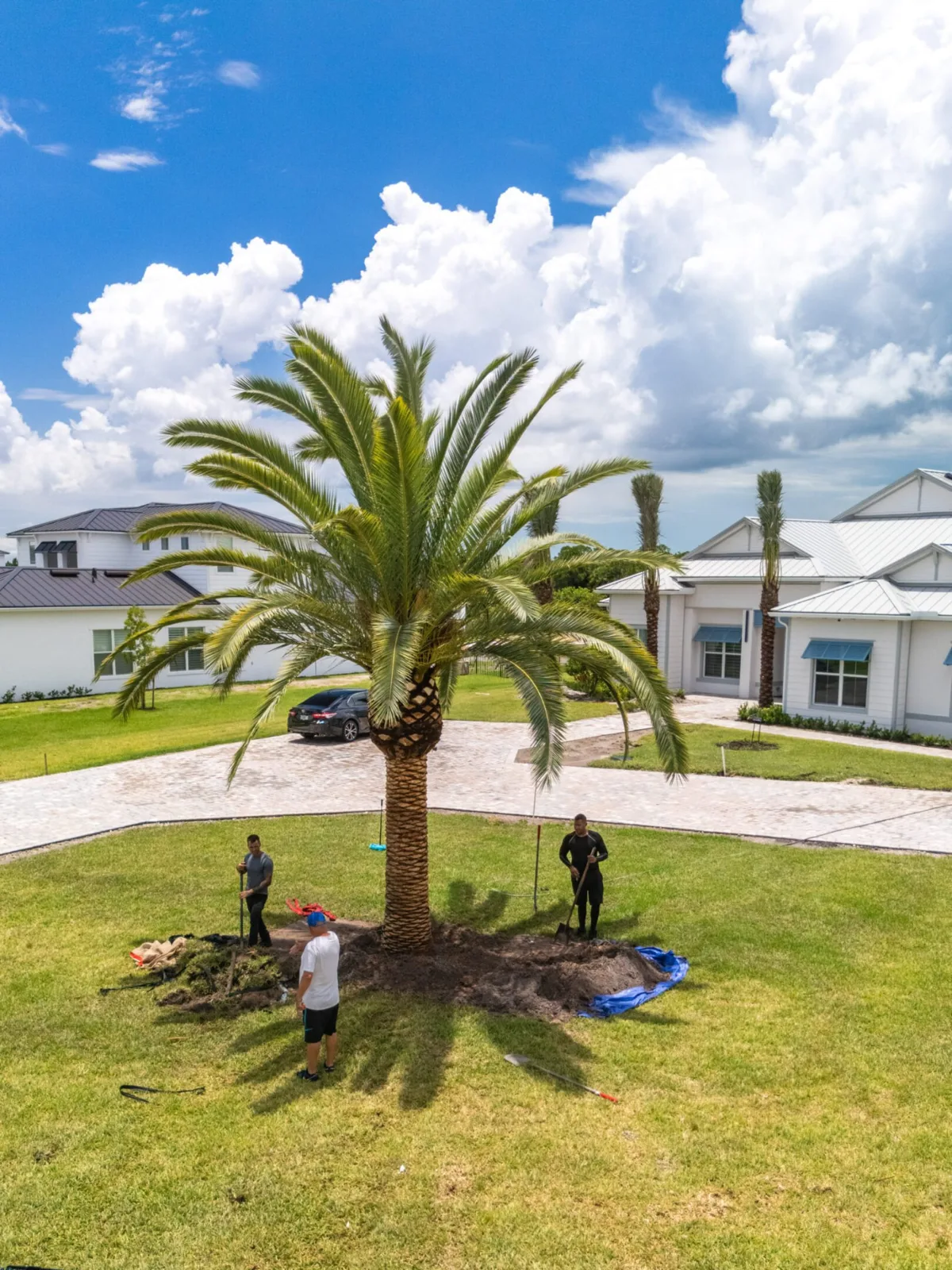 Palm trees framing a residential landscape and outdoor space.