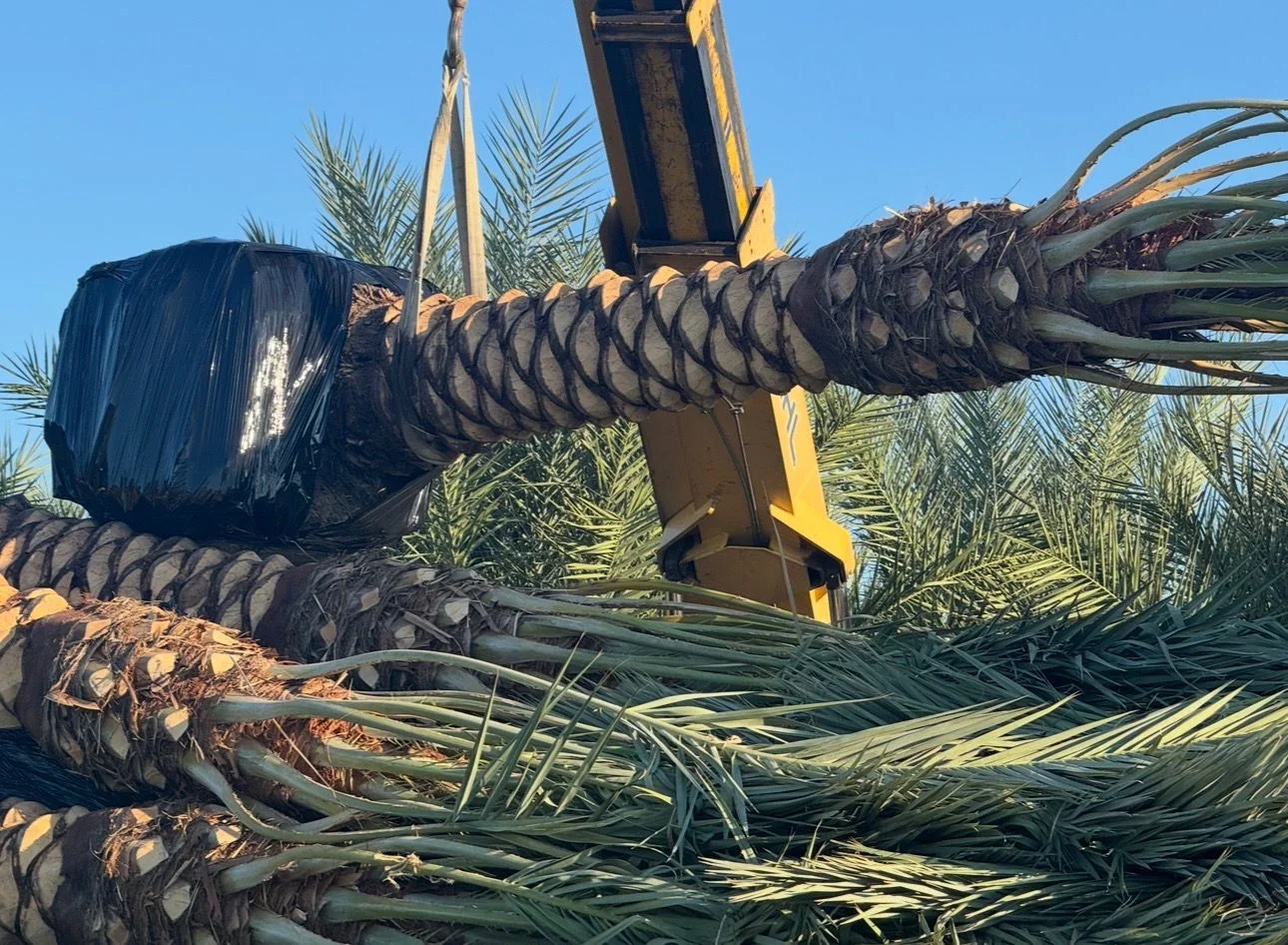 Palm trees secured on transport trailers and lifted with equipment.
