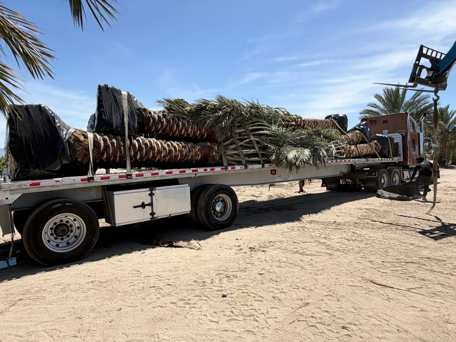 Palm trees secured on transport trailers and lifted with equipment.