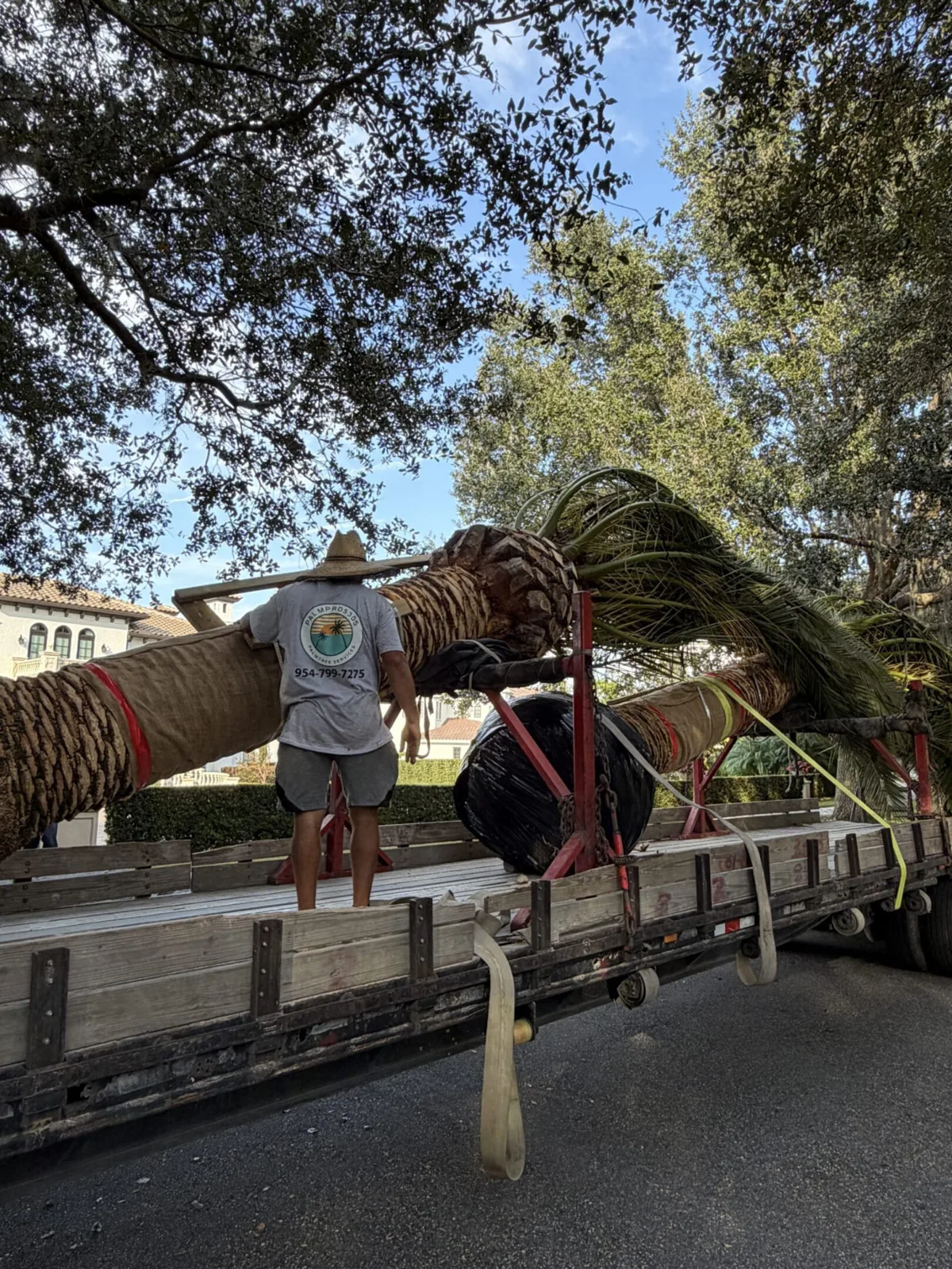 Palm trees being harvested, transported and placed on properties.