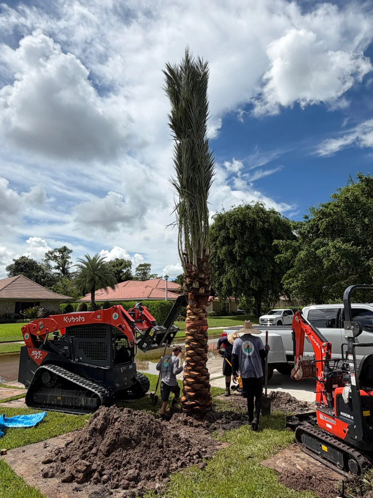 Palm trees being harvested, transported and placed on properties.