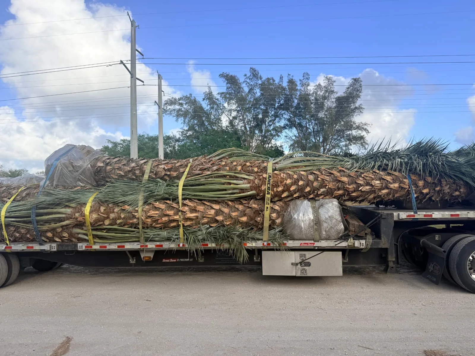 Palm trees secured on transport trailers and lifted with equipment.