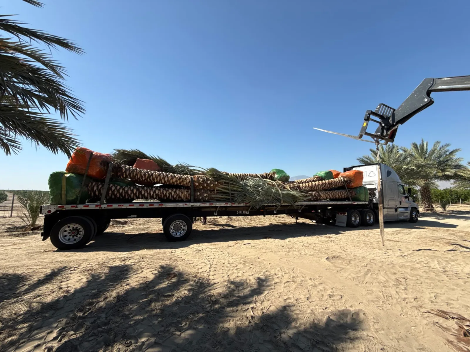 Palm trees secured on transport trailers and lifted with equipment.
