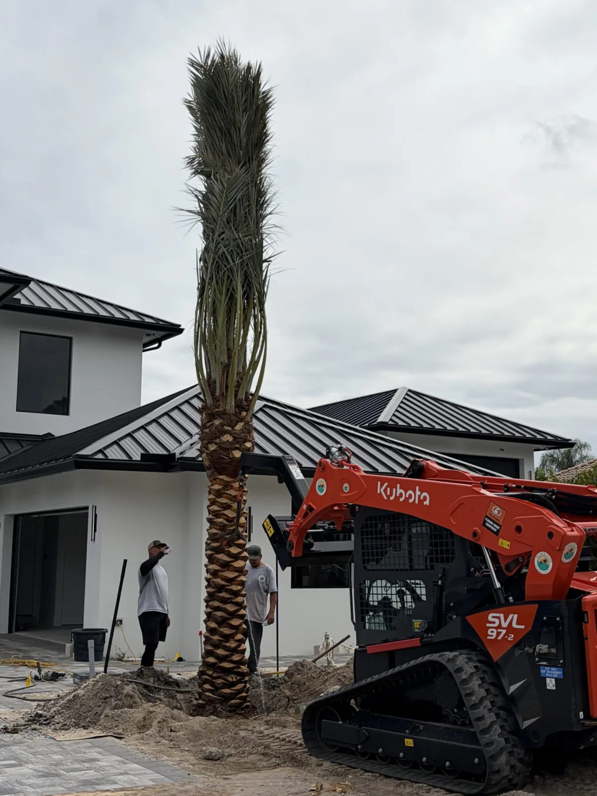Palm trees being harvested, transported and placed on properties.