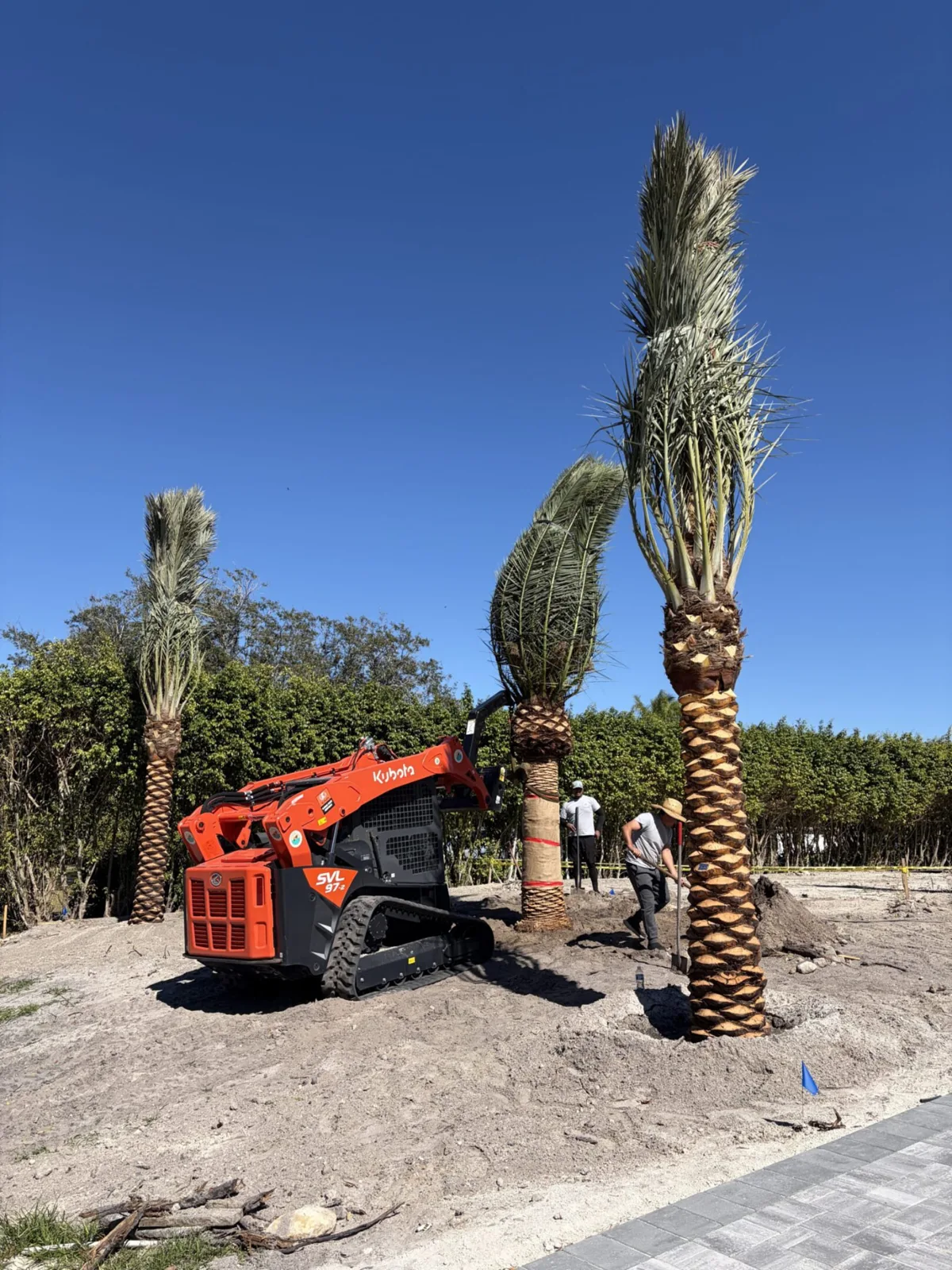 Palm trees being harvested, transported and placed on properties.