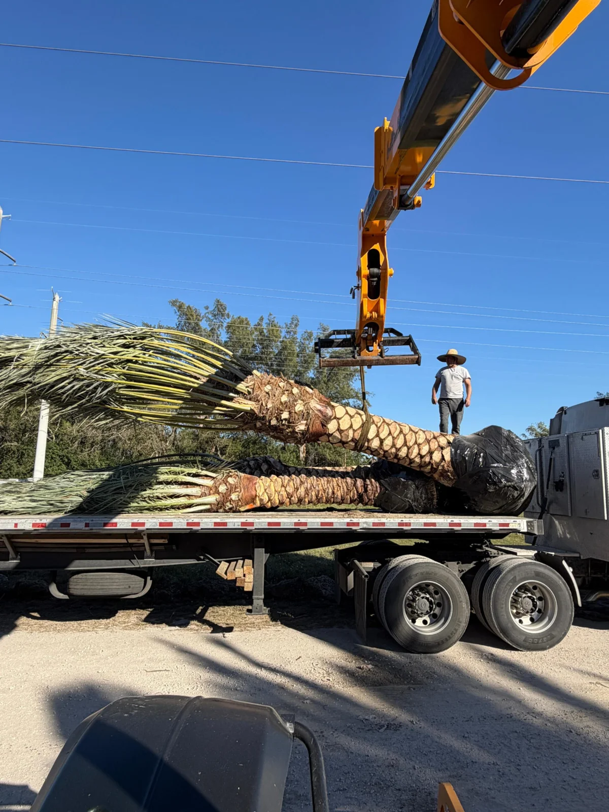 Palm trees secured on transport trailers and lifted with equipment.
