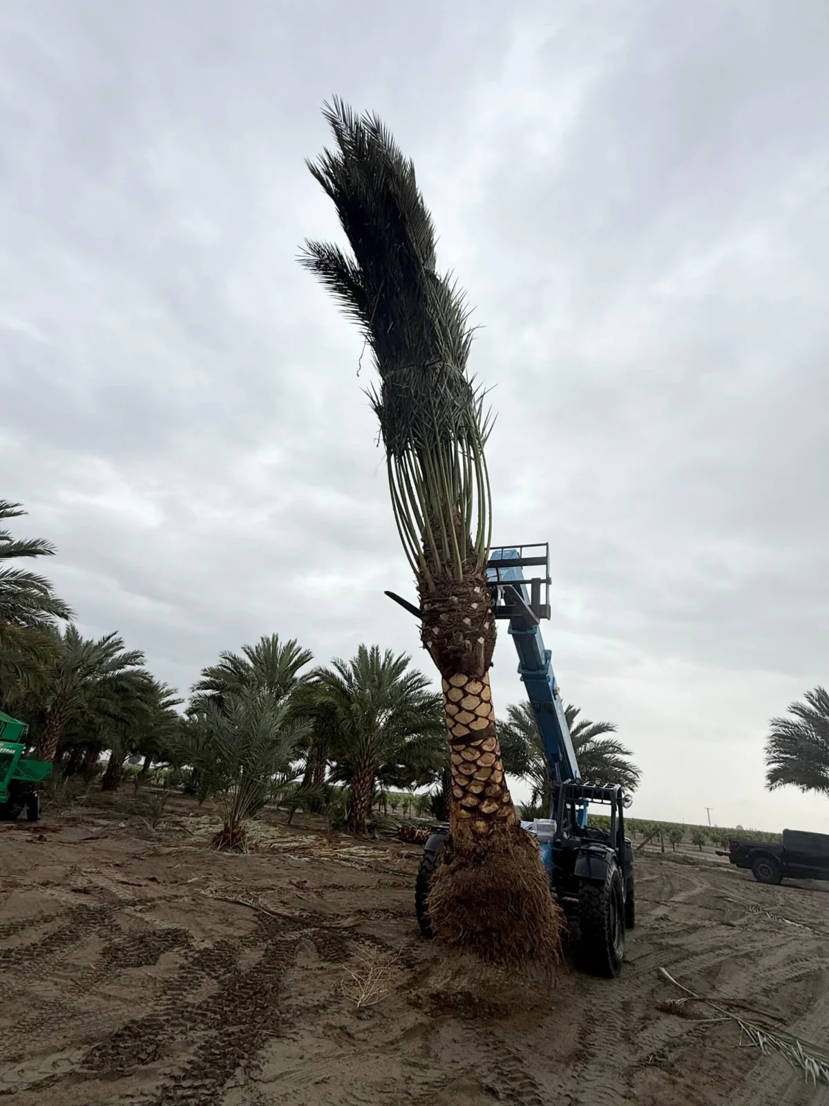 Palm trees secured on transport trailers and lifted with equipment.