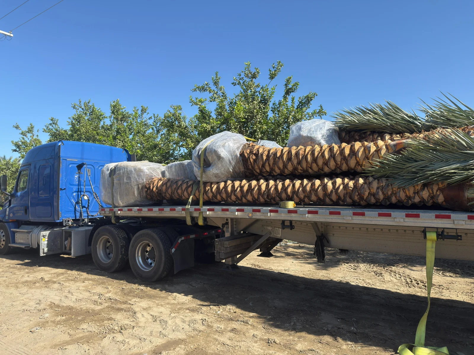 Palm trees secured on transport trailers and lifted with equipment.