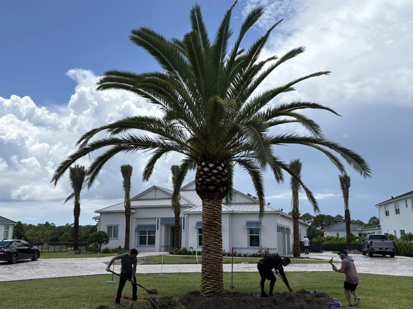 Palm trees framing a residential landscape and outdoor space.