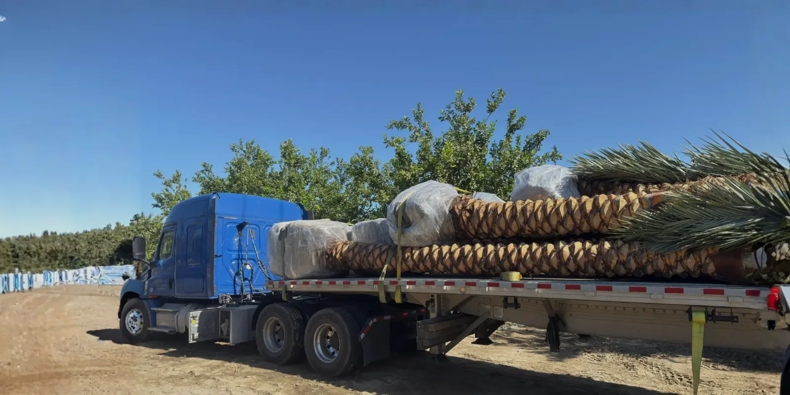 Palm trees secured on transport trailers and lifted with equipment.