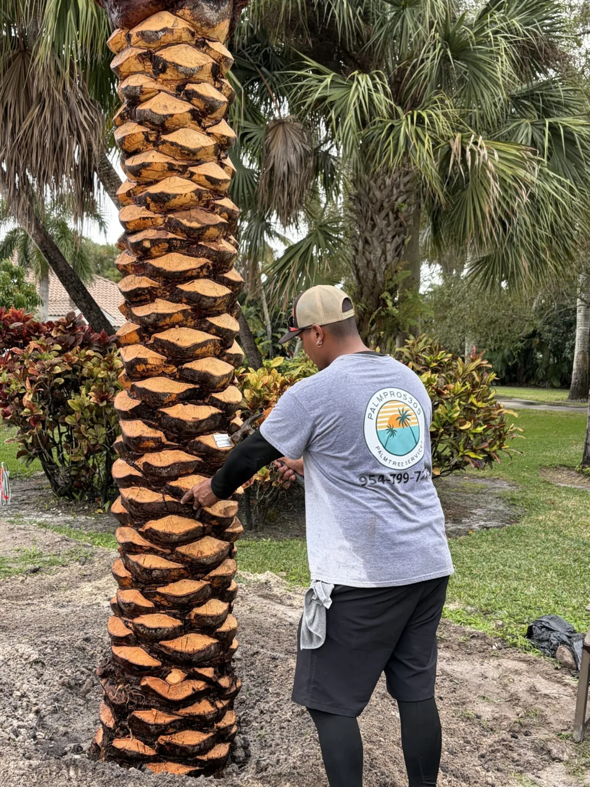 Palm trees being harvested, transported and placed on properties.