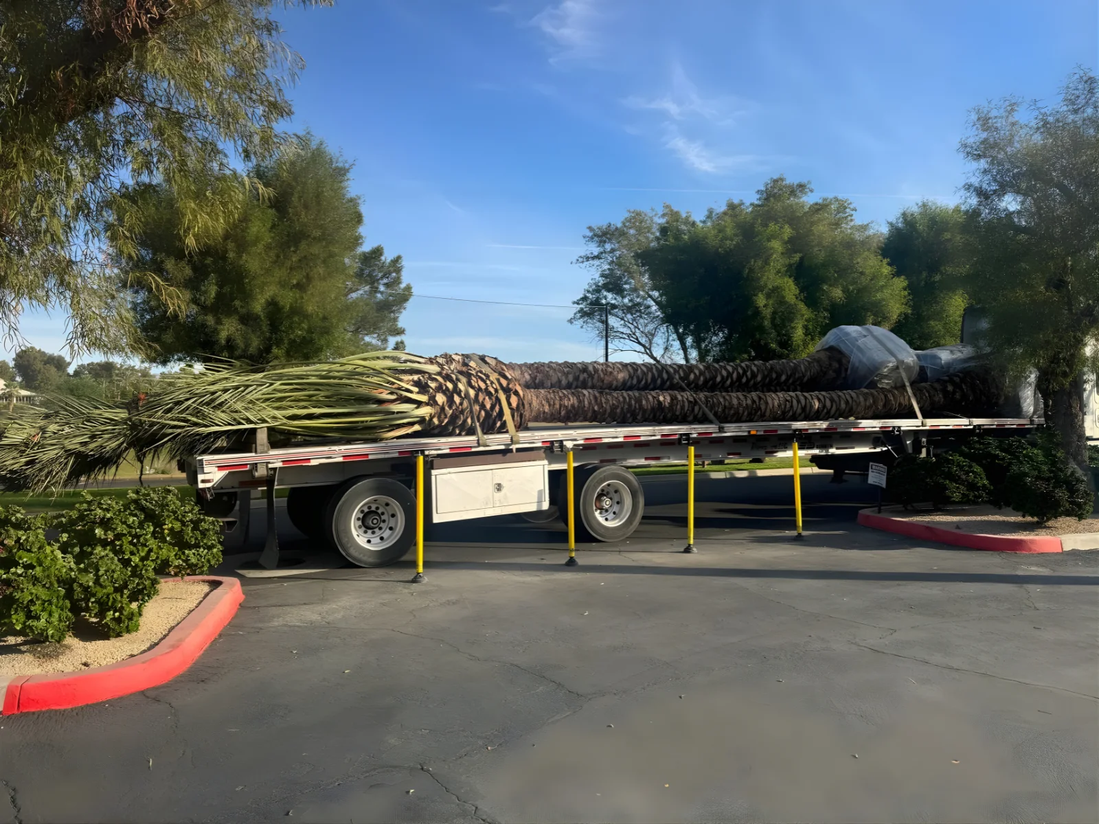 Palm trees secured on transport trailers and lifted with equipment.