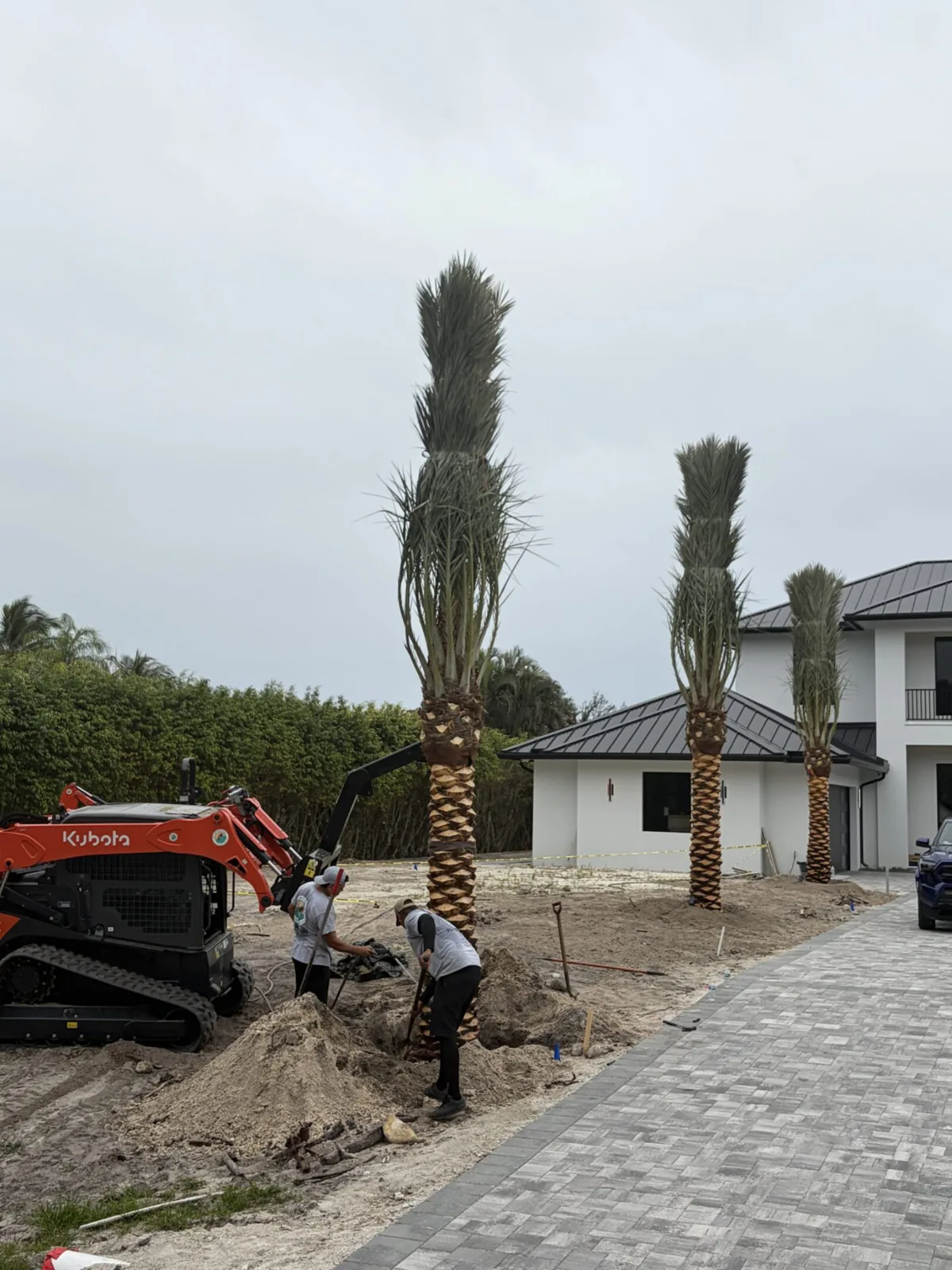 Palm trees being harvested, transported and placed on properties.