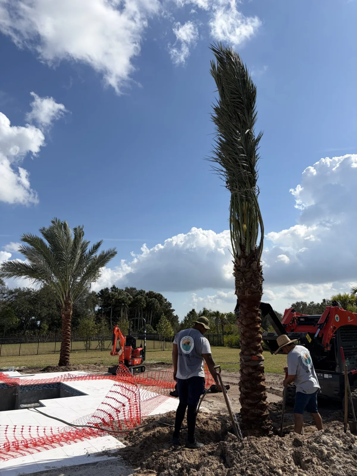 Palm trees being harvested, transported and placed on properties.