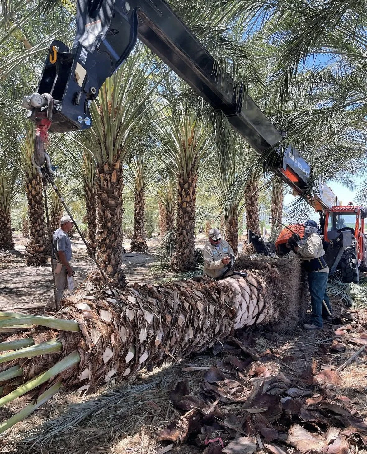 Farm crew preparing a Medjool palm with lifting equipment.