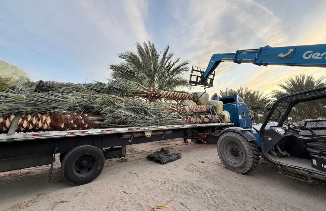 Palm trees secured on transport trailers and lifted with equipment.