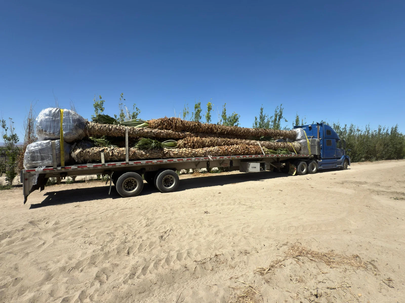 Palm trees secured on transport trailers and lifted with equipment.