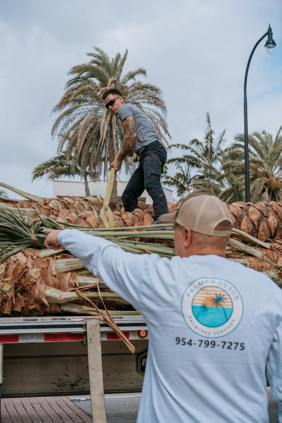 Palm trees secured on transport trailers and lifted with equipment.