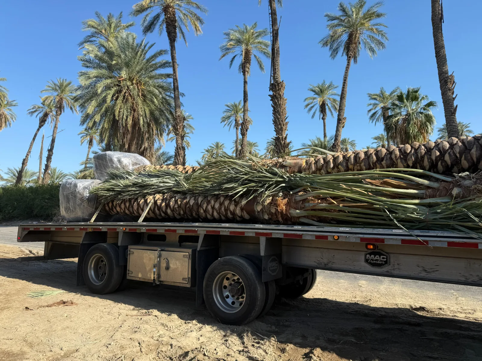 Palm trees secured on transport trailers and lifted with equipment.