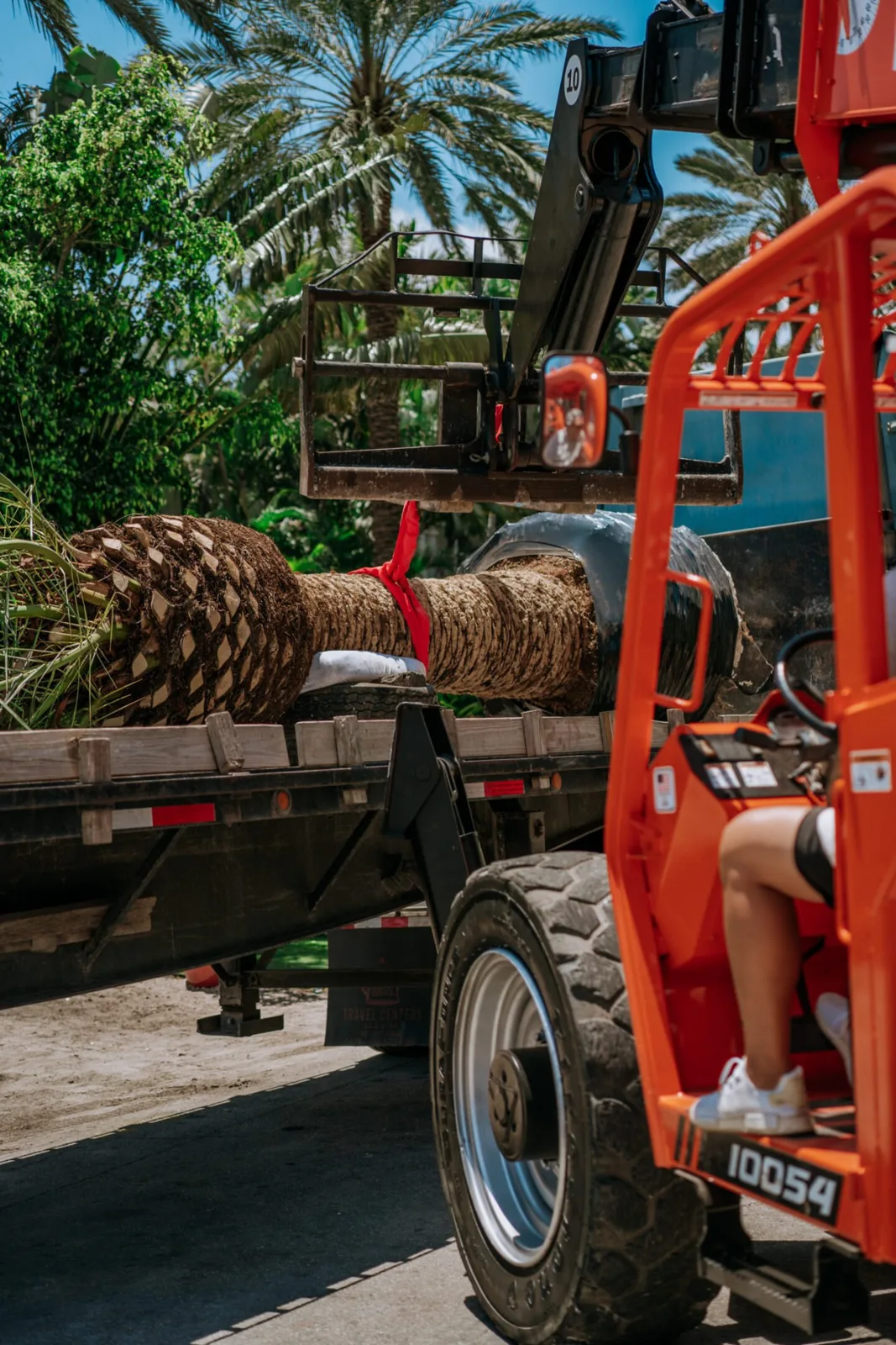 Palm trees being harvested, transported and placed on properties.