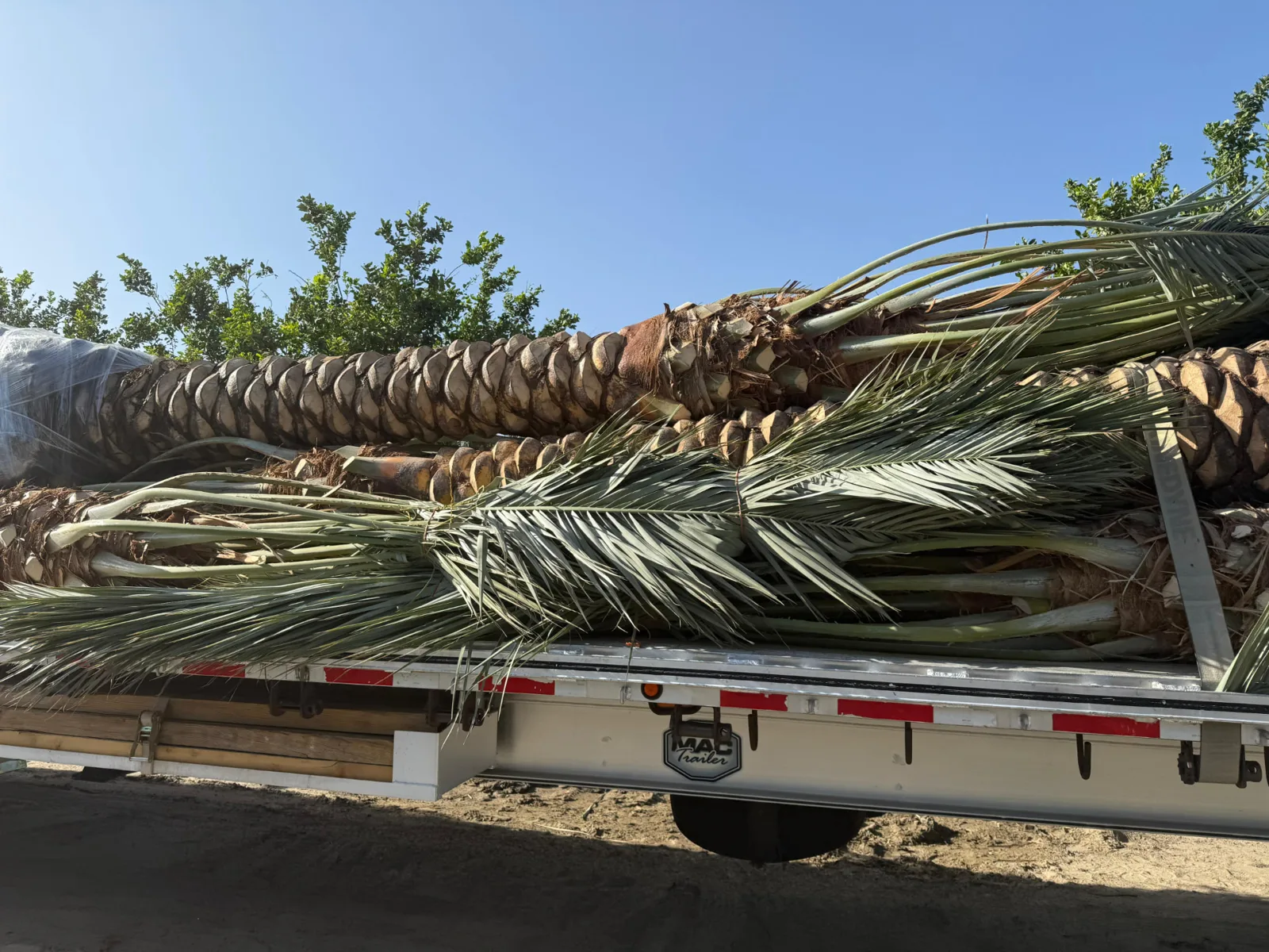 Palm trees secured on transport trailers and lifted with equipment.