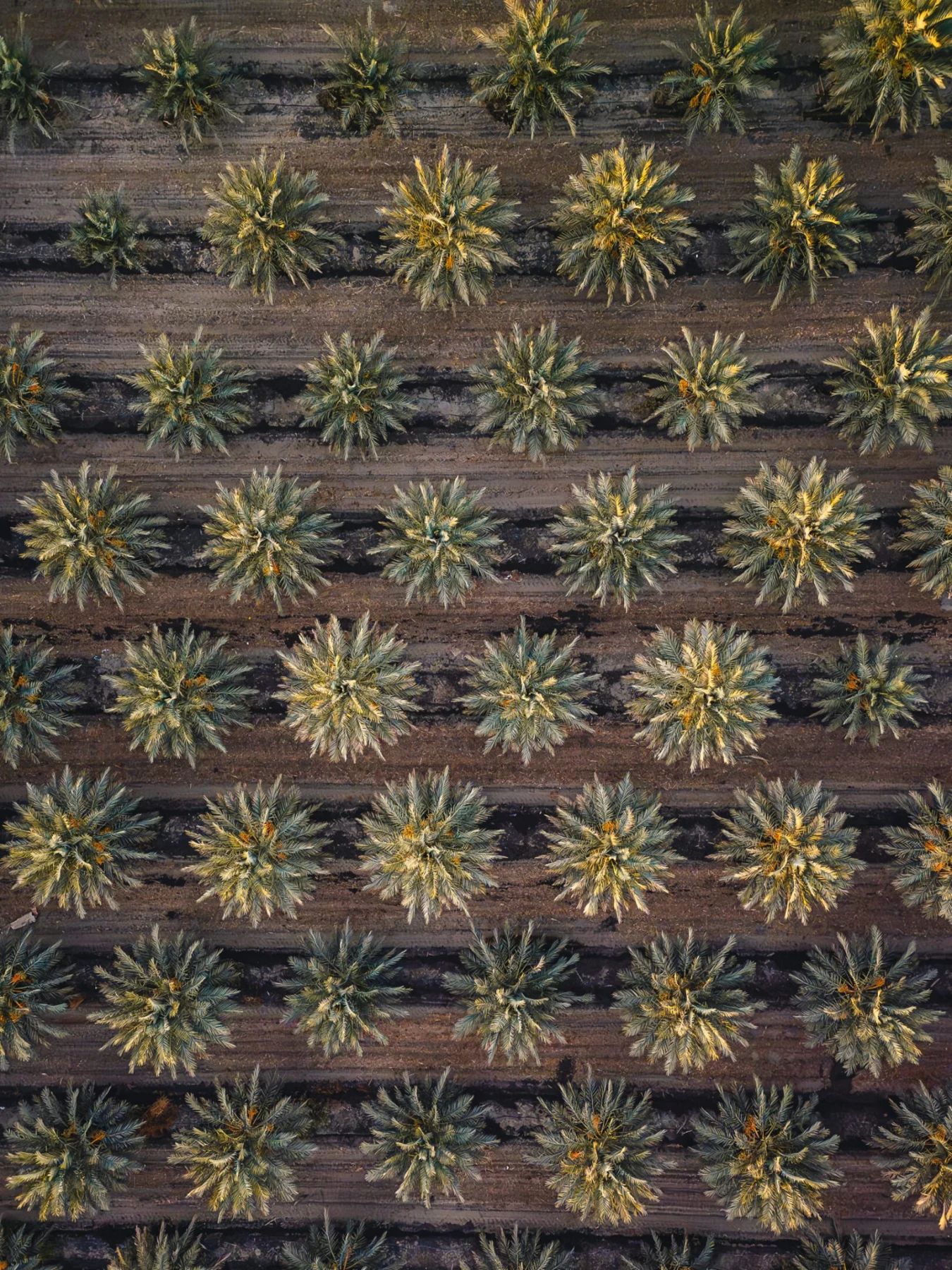 Aerial view of palm trees growing in orderly farm rows.