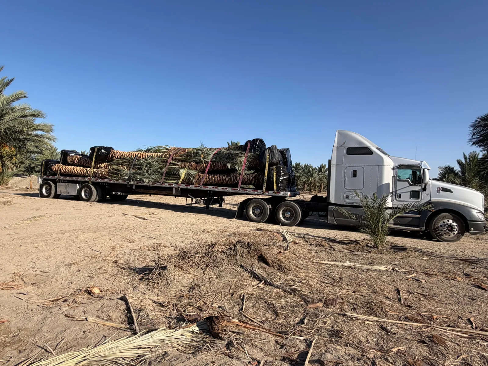 Palm trees secured on transport trailers and lifted with equipment.
