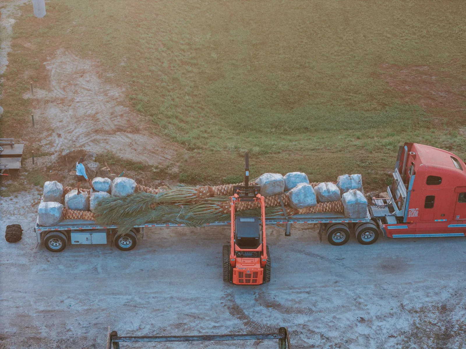 Palm trees secured on transport trailers and lifted with equipment.
