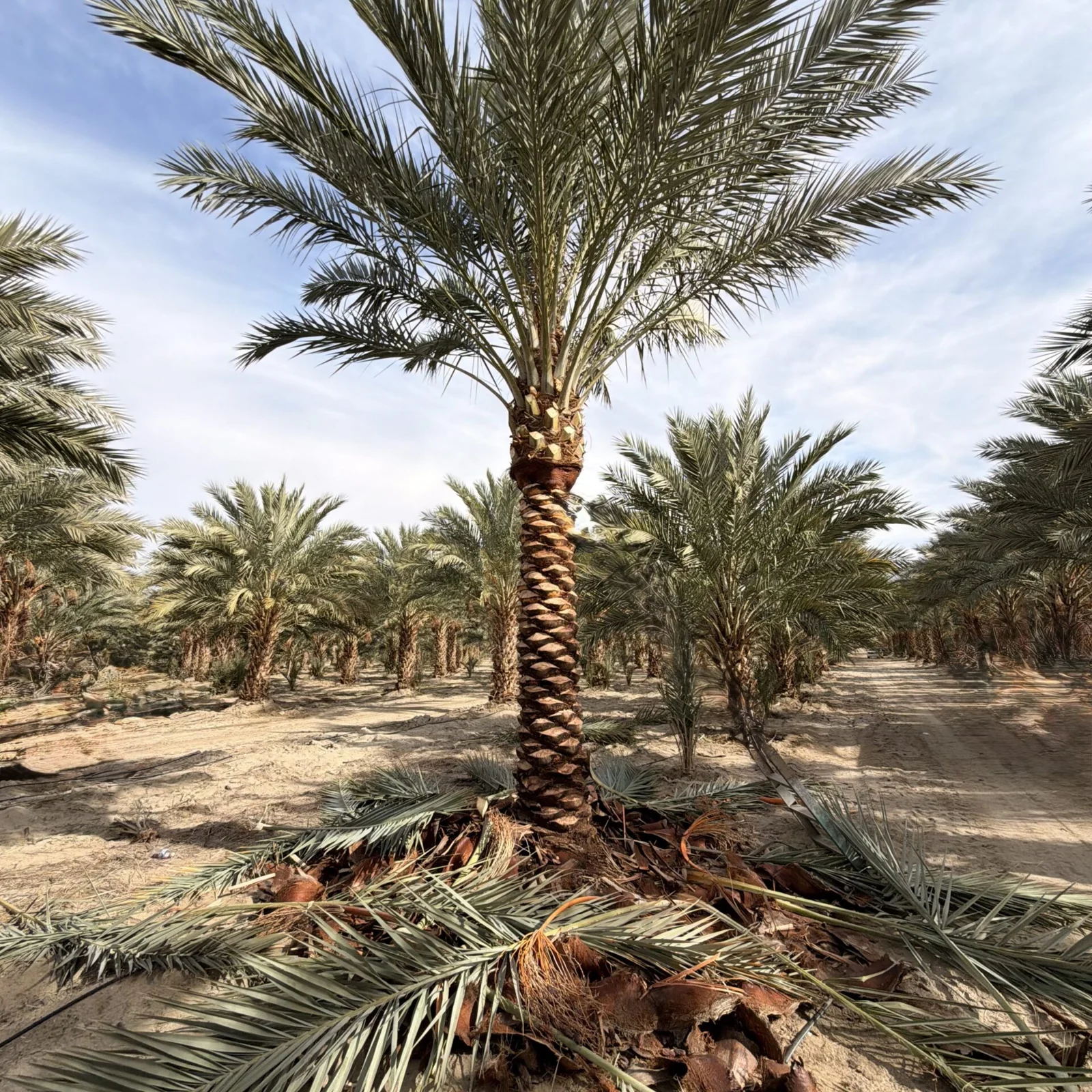 Majestic Medjool Date Palms