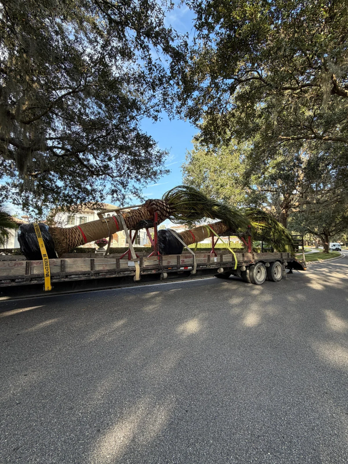 Palm trees secured on transport trailers and lifted with equipment.