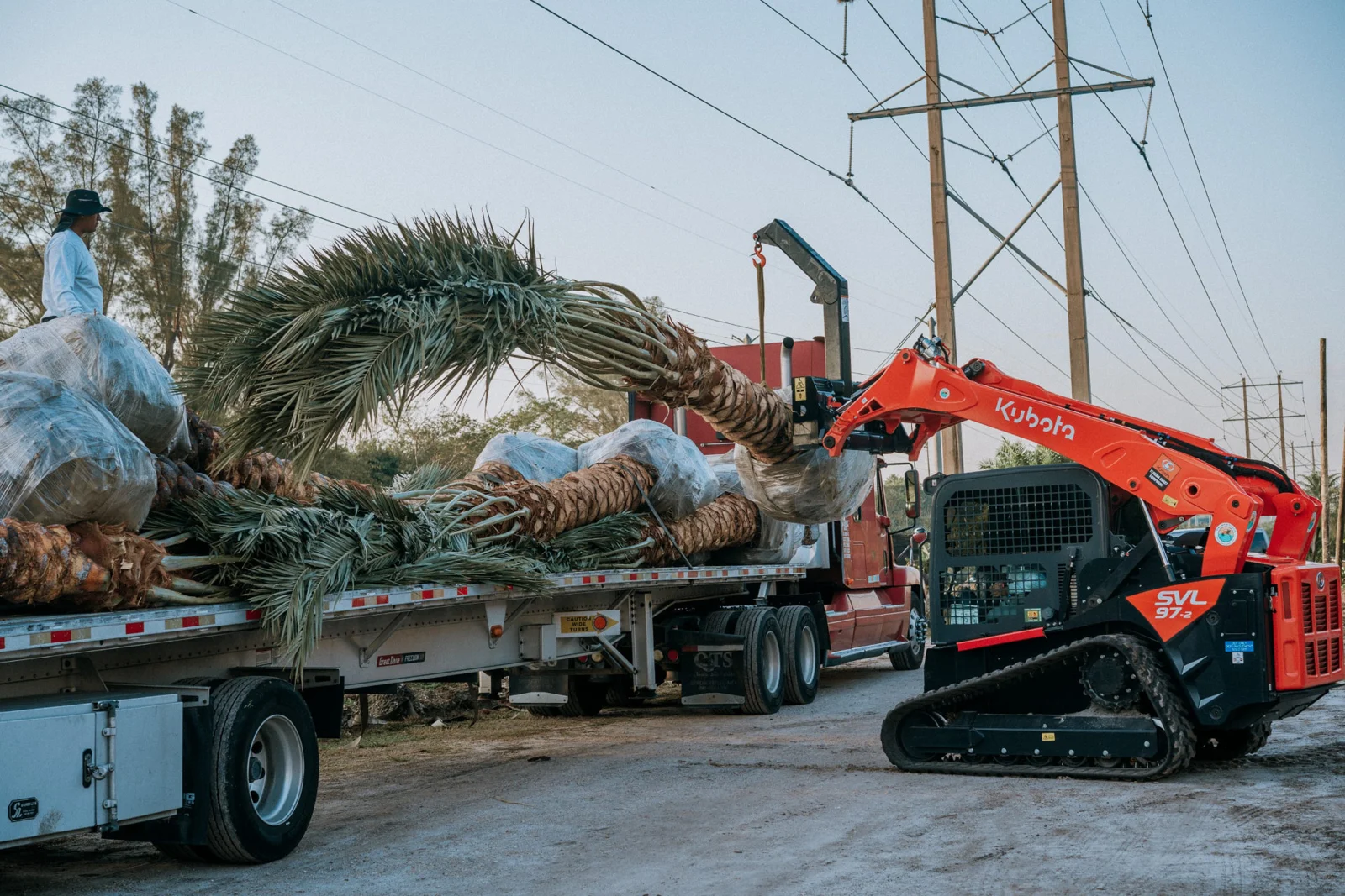 Palm trees secured on transport trailers and lifted with equipment.