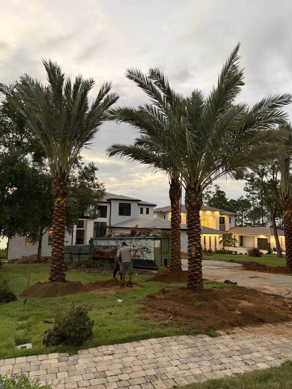 Palm trees framing a residential landscape and outdoor space.