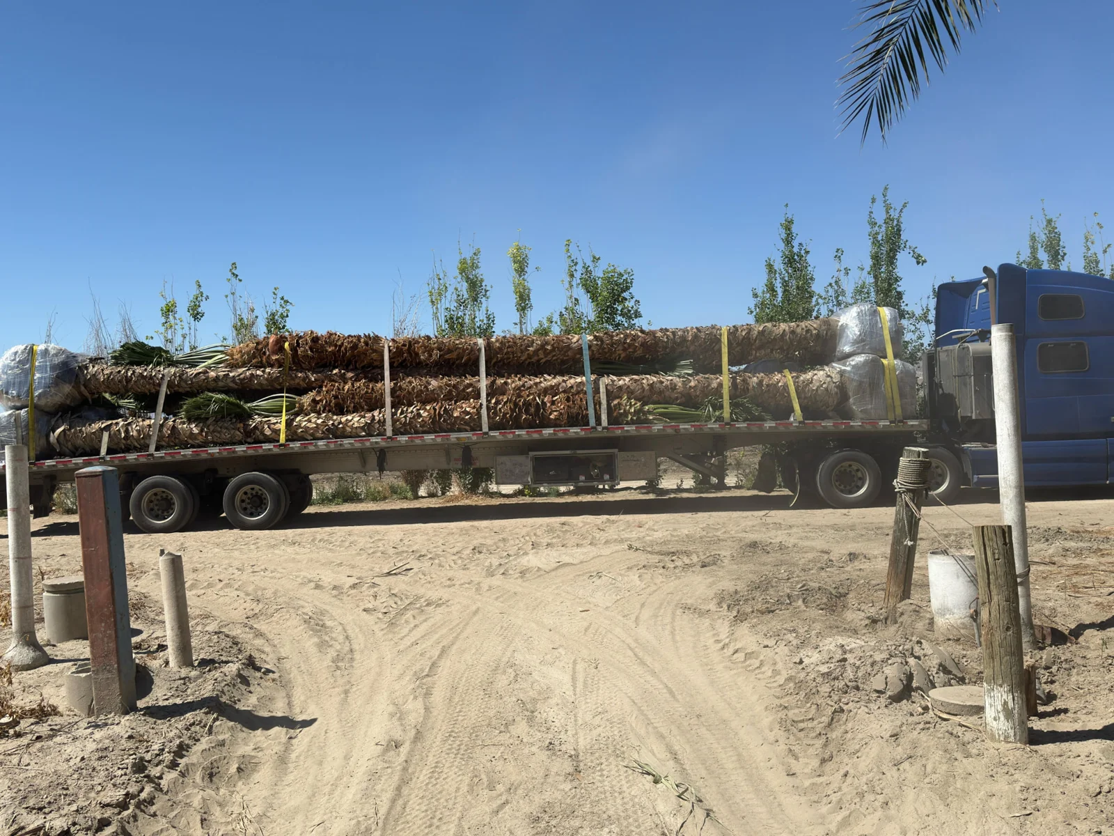 Palm trees secured on transport trailers and lifted with equipment.