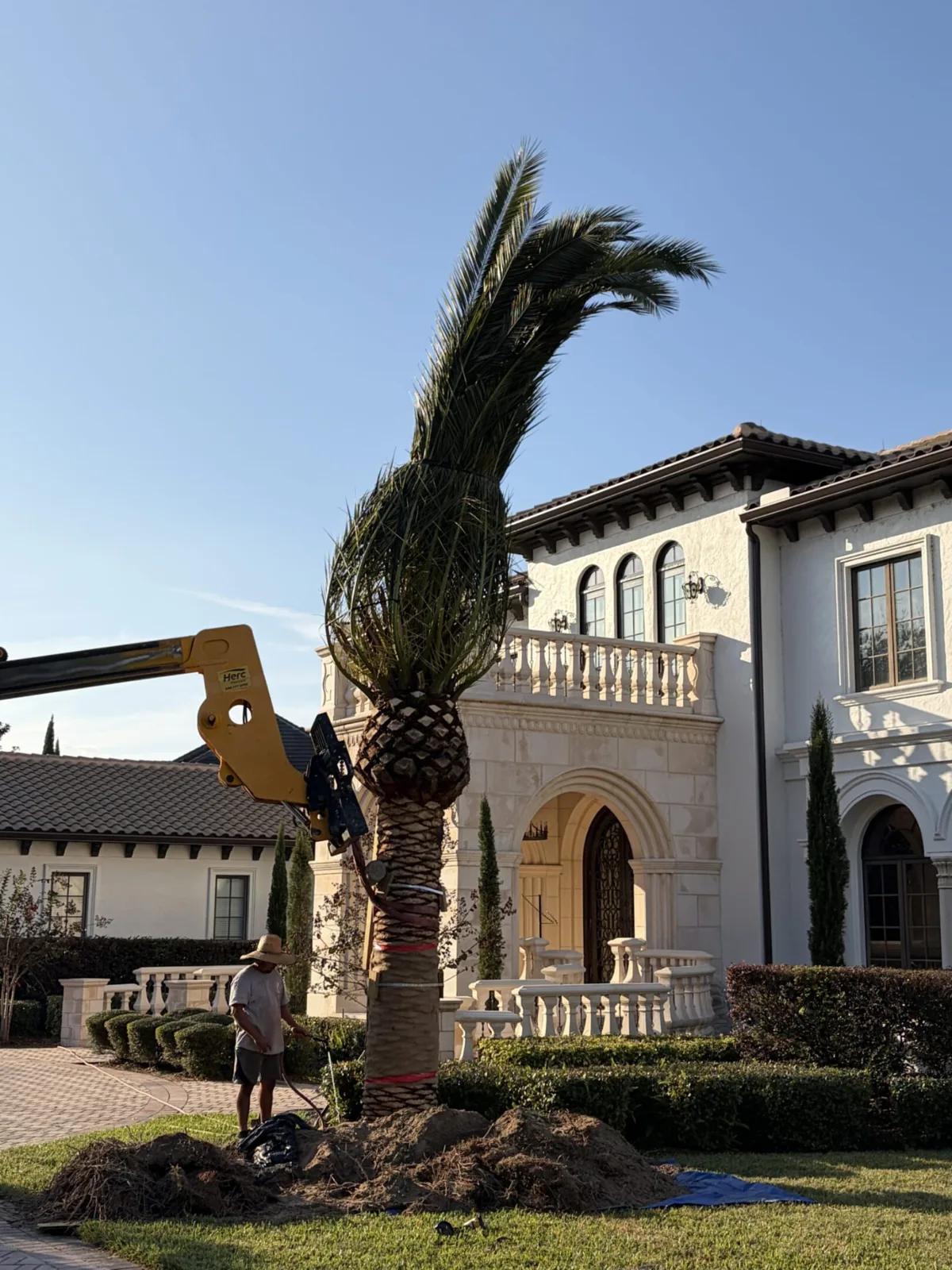 Palm trees being harvested, transported and placed on properties.
