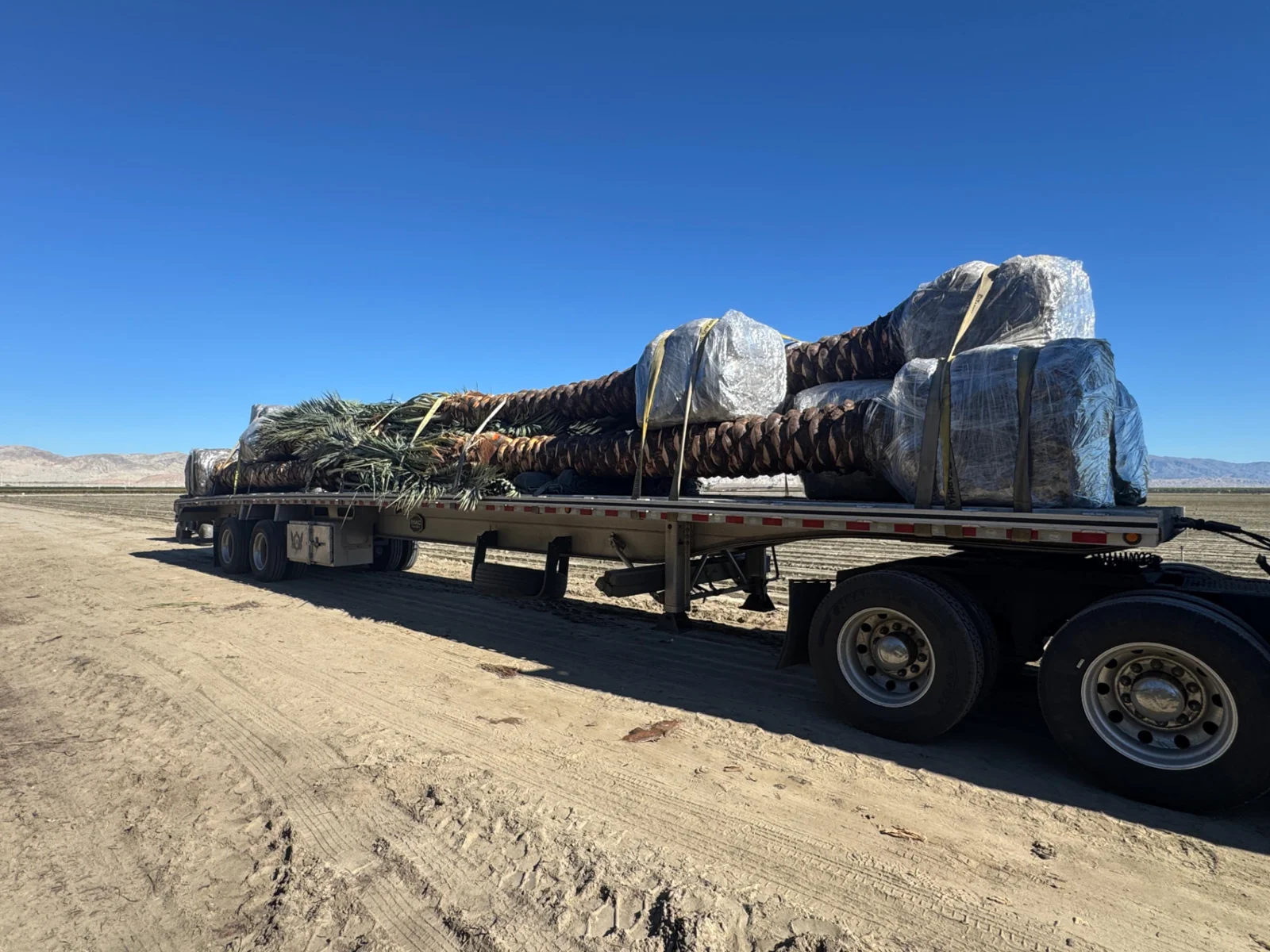 Palm trees secured on transport trailers and lifted with equipment.